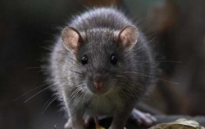 В Красноярске в «Пятëрочке» завелись крысы