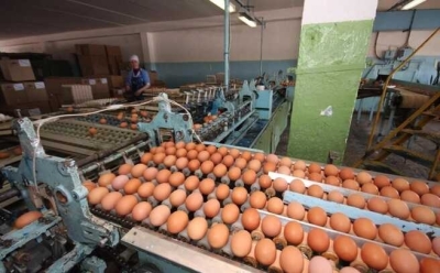Директор красноярской птицефабрики осужден за низкую цену на яйца
